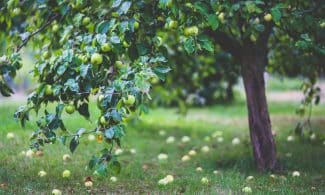 A vibrant apple tree heavy with fruit in a serene orchard setting during summer.