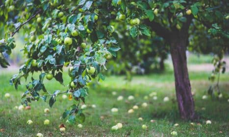 A vibrant apple tree heavy with fruit in a serene orchard setting during summer.