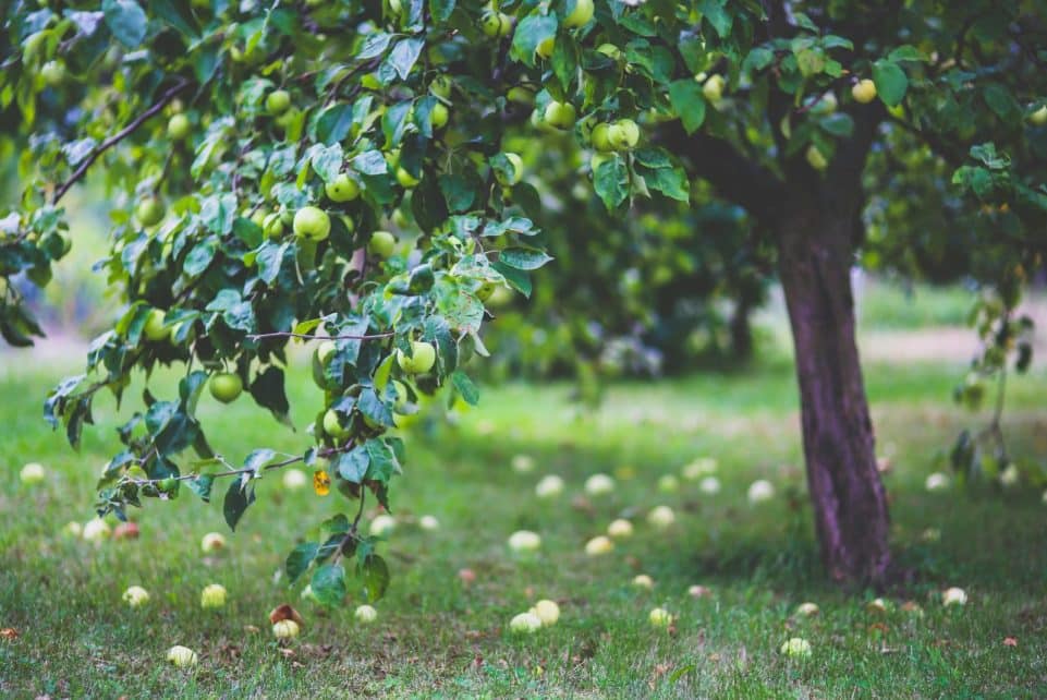 A vibrant apple tree heavy with fruit in a serene orchard setting during summer.