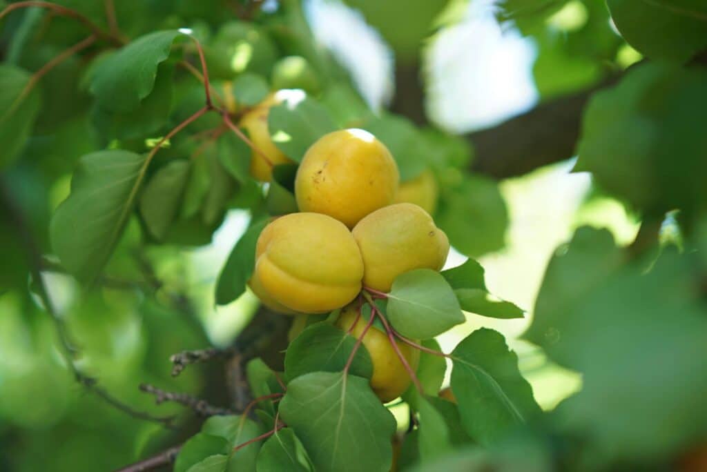 Vibrant apricots growing on a lush tree branch, showcasing nature's bounty.
