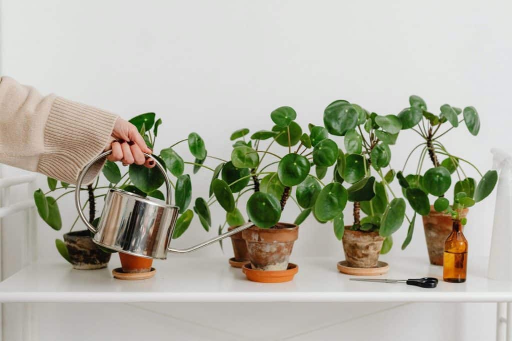 A minimalist indoor gardening setup with a person watering Pilea plants on a white table.
