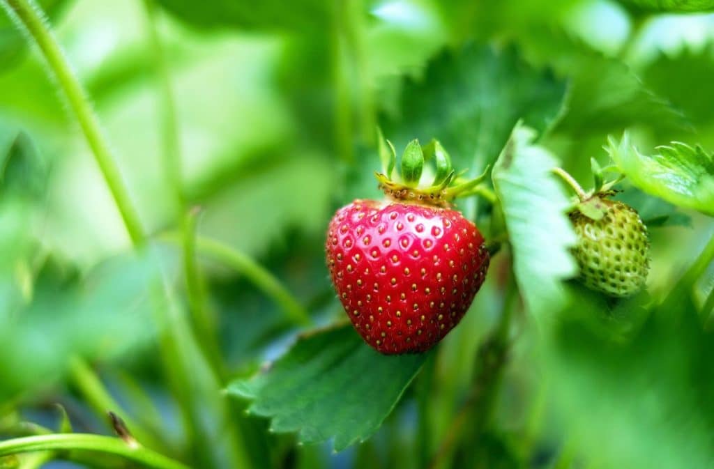 Vibrant close-up of a fresh, ripe strawberry hanging on a plant amidst lush green leaves.