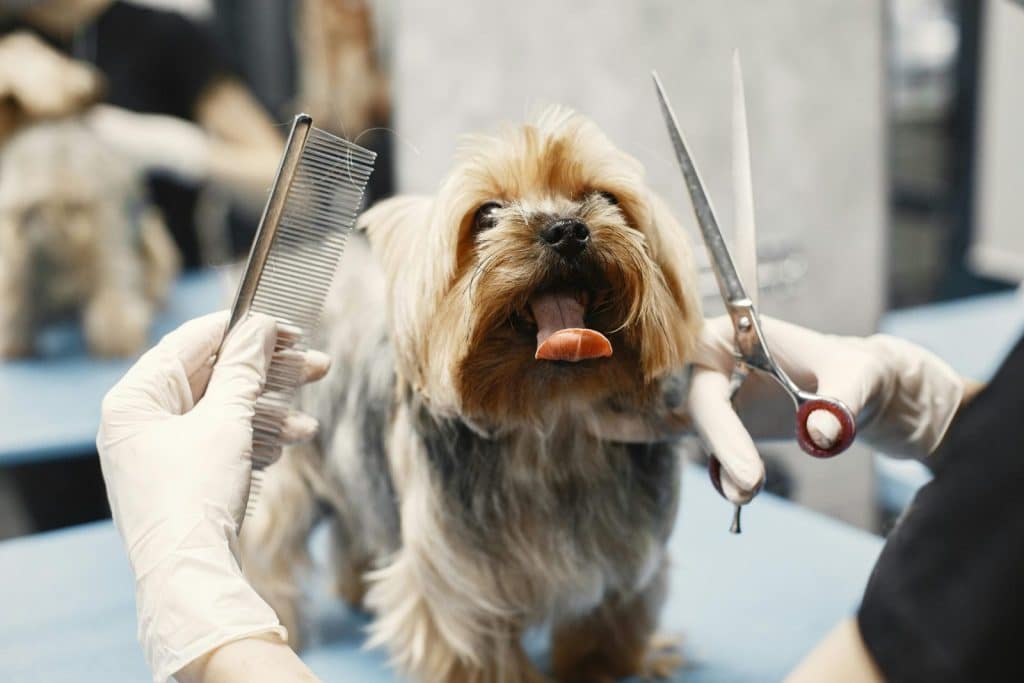 Yorkshire Terrier getting groomed at a pet salon with scissors and comb.
