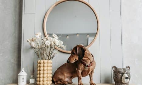 A cute dachshund sits on a wooden shelf surrounded by home decor, including flowers and a mirror.