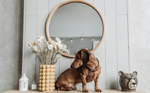 Ar gyvūnai suvokia save? Šis atradimas privertė perrašyti mokslo vadovėlius