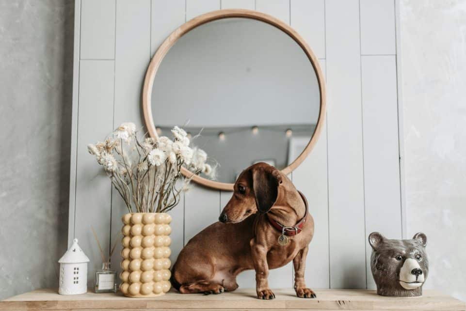 A cute dachshund sits on a wooden shelf surrounded by home decor, including flowers and a mirror.
