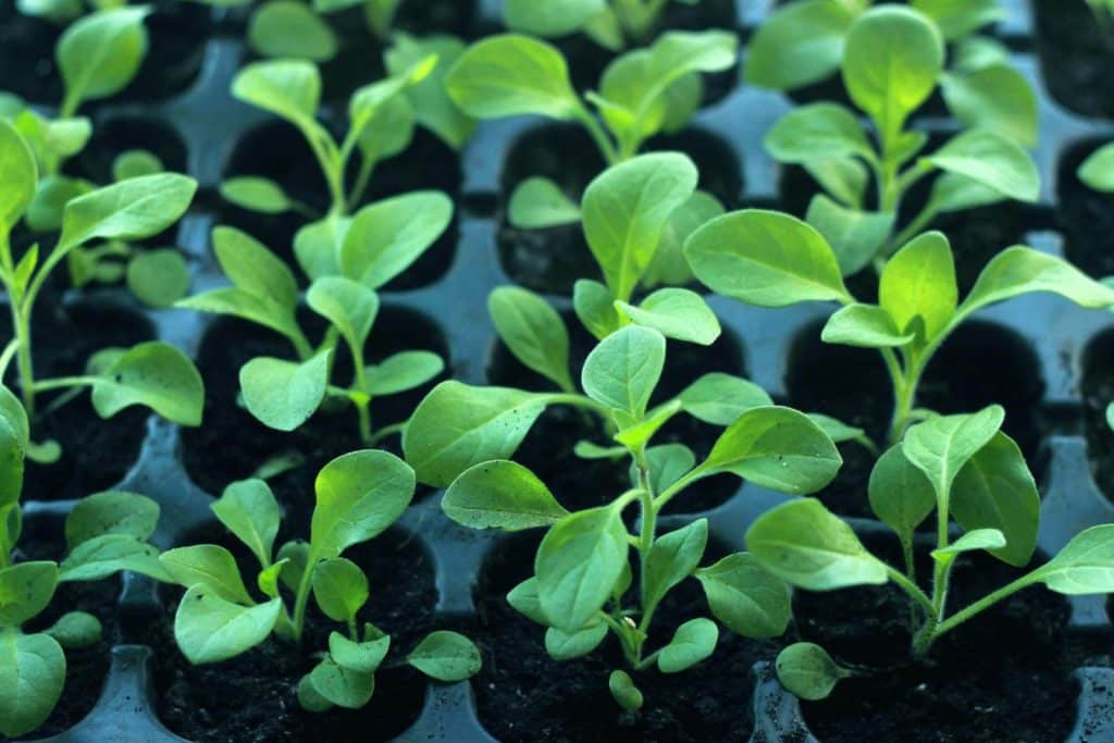 Vibrant young seedlings growing in soil trays, symbolizing new growth and organic farming.