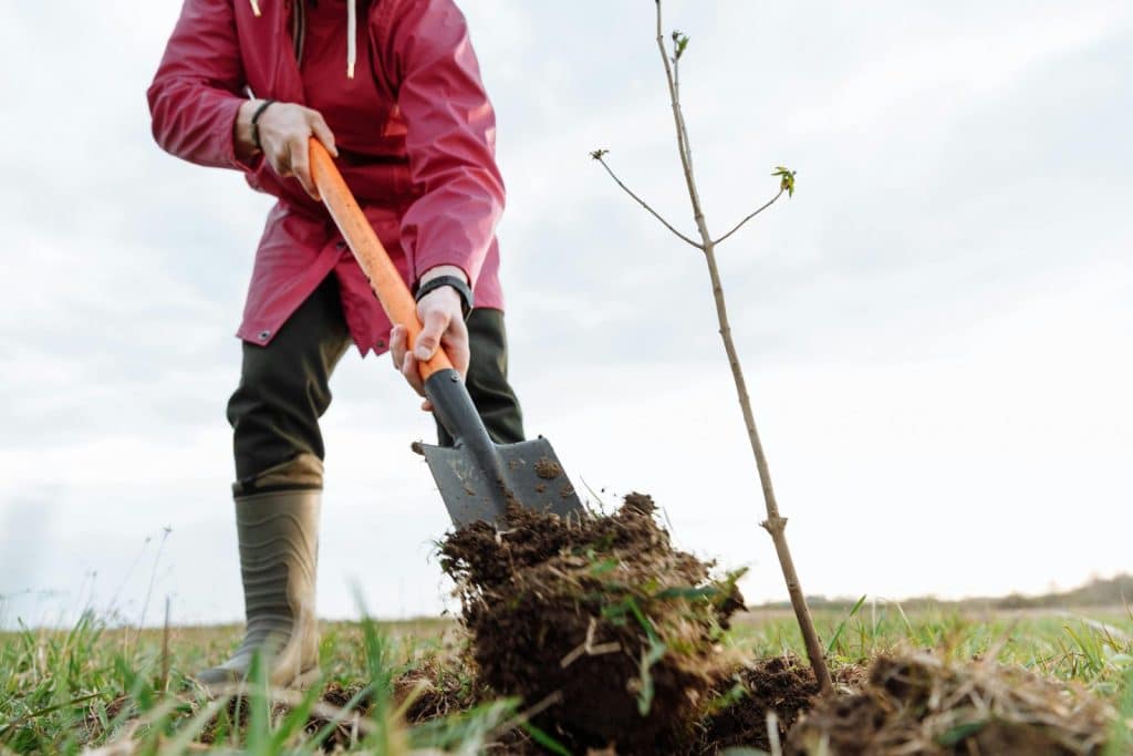 Person planting a small tree outdoors with a shovel in grassy area.