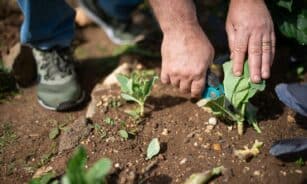 Close-up of a gardener using pruning shears to trim plants outdoors. Hands working in soil.