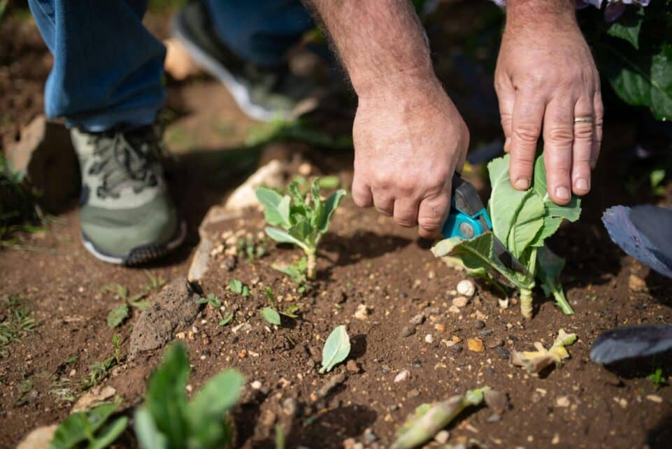 Close-up of a gardener using pruning shears to trim plants outdoors. Hands working in soil.