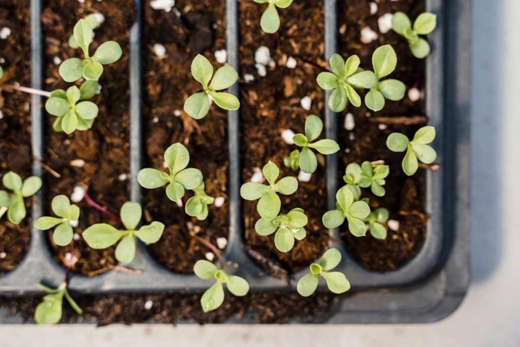 Detailed view of young seedlings growing in a tray, showcasing plant growth.
