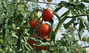 Close-up of ripe red tomatoes on a lush plant in a greenhouse setting.