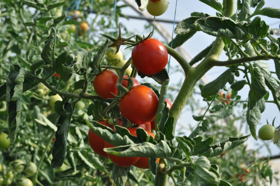 Close-up of ripe red tomatoes on a lush plant in a greenhouse setting.