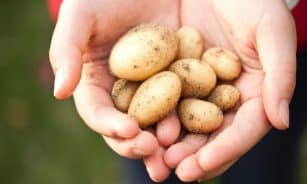 Close-up of freshly harvested baby potatoes held in hands. Ideal for farming and food themes.