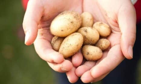 Close-up of freshly harvested baby potatoes held in hands. Ideal for farming and food themes.
