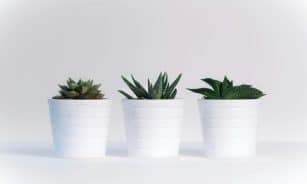Three succulents in white pots on a white background, showcasing minimalist decor.