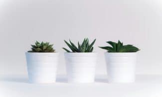 Three succulents in white pots on a white background, showcasing minimalist decor.