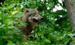 Capture of a wild wolf standing amidst dense greenery in an outdoor forest environment.