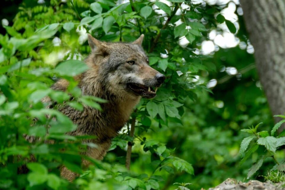 Capture of a wild wolf standing amidst dense greenery in an outdoor forest environment.