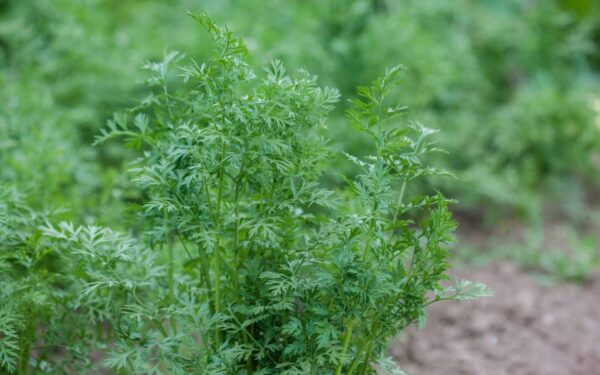 Morkos sudygs akimirksniu: šios balandžio dienos geriausios sėjai