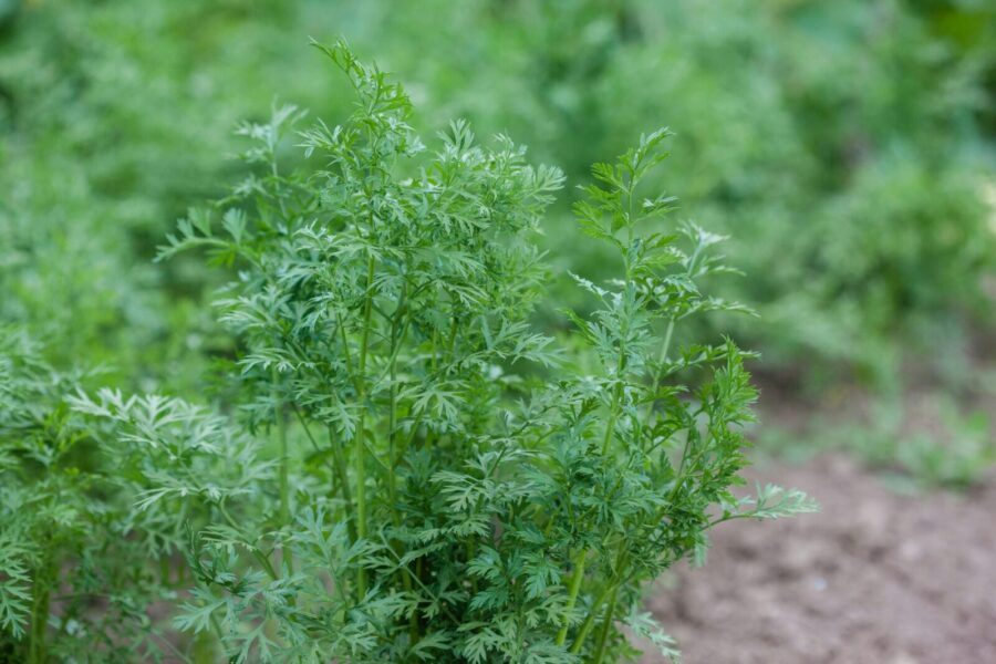 Close-up of lush green carrot plants growing in an outdoor garden.