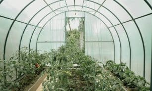 Explore a vibrant greenhouse full of growing plants, showcasing sustainable agriculture and fresh produce.