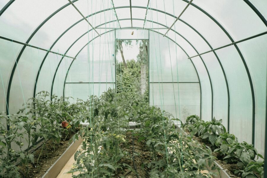 Explore a vibrant greenhouse full of growing plants, showcasing sustainable agriculture and fresh produce.