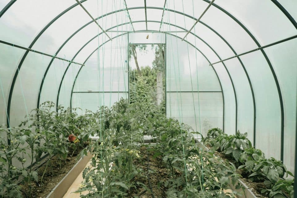 Explore a vibrant greenhouse full of growing plants, showcasing sustainable agriculture and fresh produce.