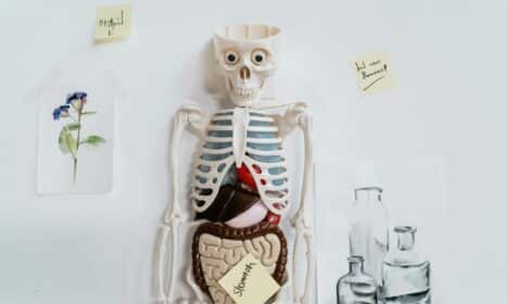 Anatomical model with sticky notes and drawings on a white wall, depicting internal organs.