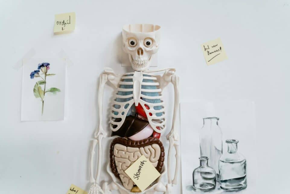 Anatomical model with sticky notes and drawings on a white wall, depicting internal organs.