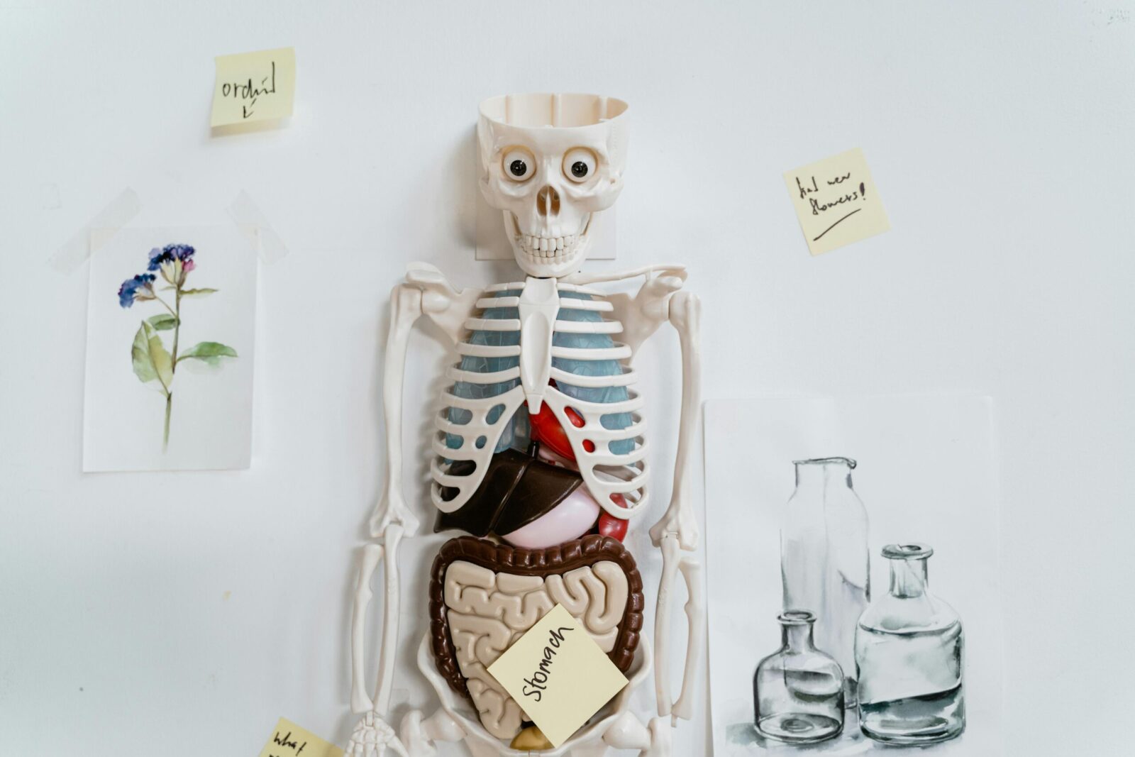 Manėte, kad kūnas jau ištirtas? Mokslininkai atskleidė netikėtą tiesą apie anatomiją