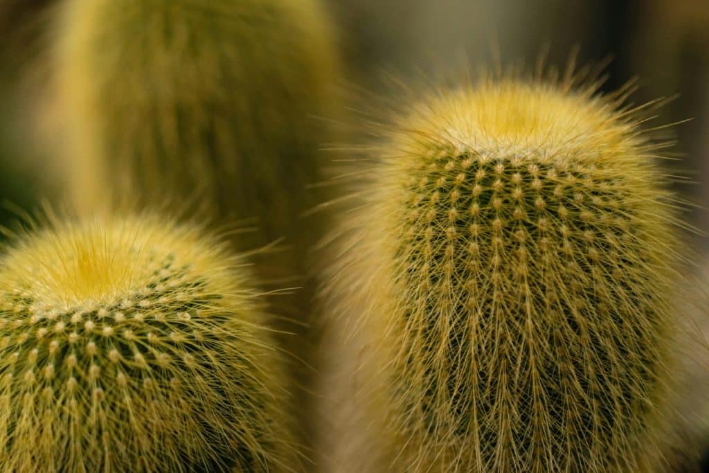 Detailed macro shot of golden cactus with sharp spines highlighting natural textures.