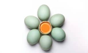 Top view of blue-green eggs with one open, revealing yolk, on stark white background.
