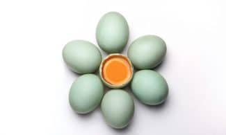Top view of blue-green eggs with one open, revealing yolk, on stark white background.