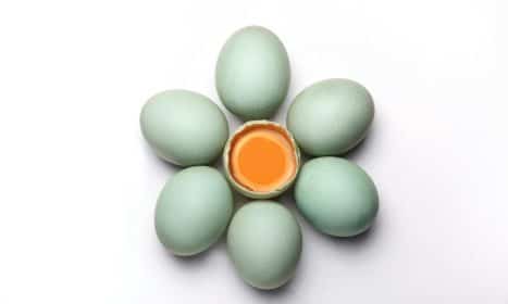 Top view of blue-green eggs with one open, revealing yolk, on stark white background.