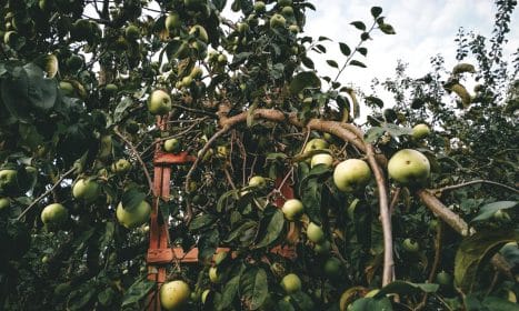 A vibrant apple orchard with green apples and a wooden ladder, perfect for autumn harvest themes.