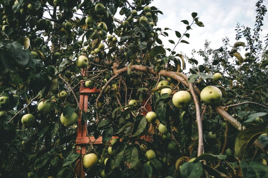 A vibrant apple orchard with green apples and a wooden ladder, perfect for autumn harvest themes.