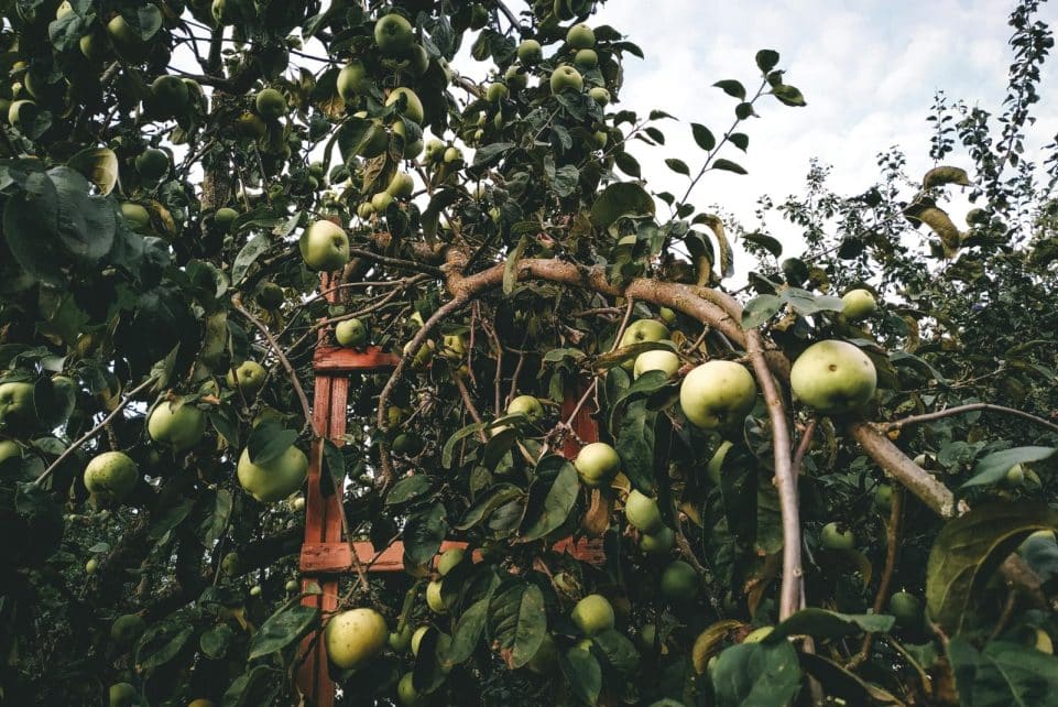 A vibrant apple orchard with green apples and a wooden ladder, perfect for autumn harvest themes.