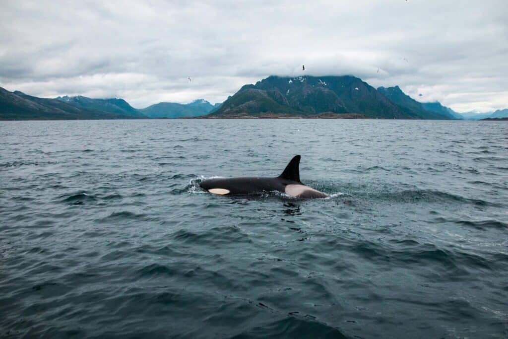 Majestic orca swimming against mountain backdrop in Nordland, Norway.