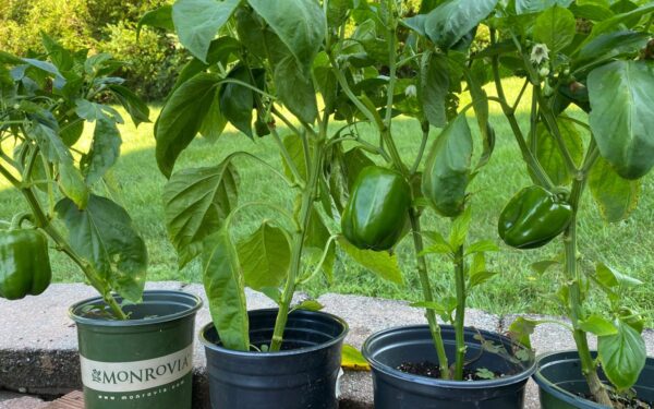 Pigi trąša iš vaistinėlės: keli lašai jodo gali išgelbėti jūsų paprikų derlių