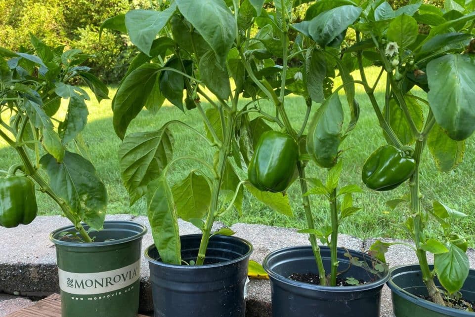 Fresh green bell peppers growing in pots in a garden setting.