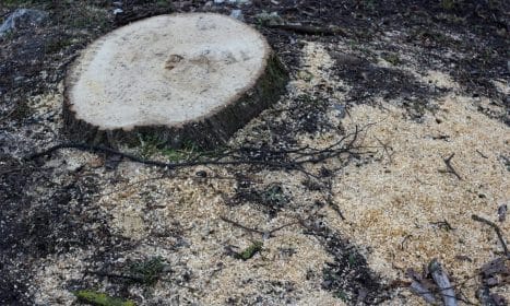 Close-up of a tree stump surrounded by sawdust in a forest setting, indicating recent cutting.