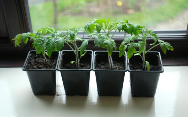 Pamirškite išstypusius daigus: 5 minutės ant skalbyklės padės užauginti tvirtą derlių