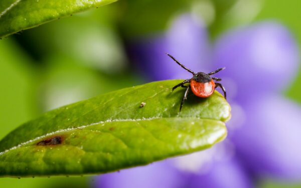 Erkės jūsų sodybą aplenks dideliu ratu: šie augalai jas efektyviai atbaido