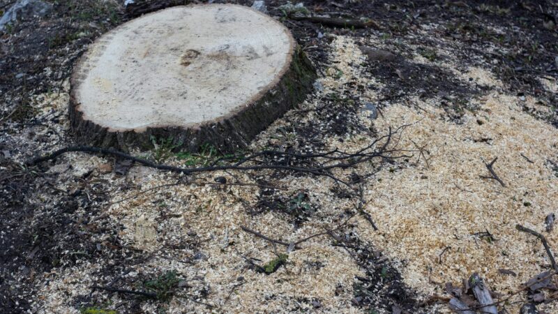 Dauguma daro šią klaidą nupjovę medį: sužinokite, kaip galutinai sustabdyti kelmo atžėlimą