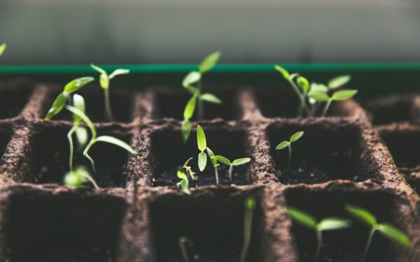 Pomidorų daigai vysta po persodinimo? Ši pigi priemonė iš vaistinės juos atgaivins
