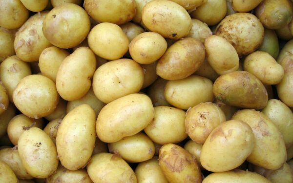 Pavargote kasti smulkias bulves? Ši veislė nebijo nei didelės drėgmės, nei sausros