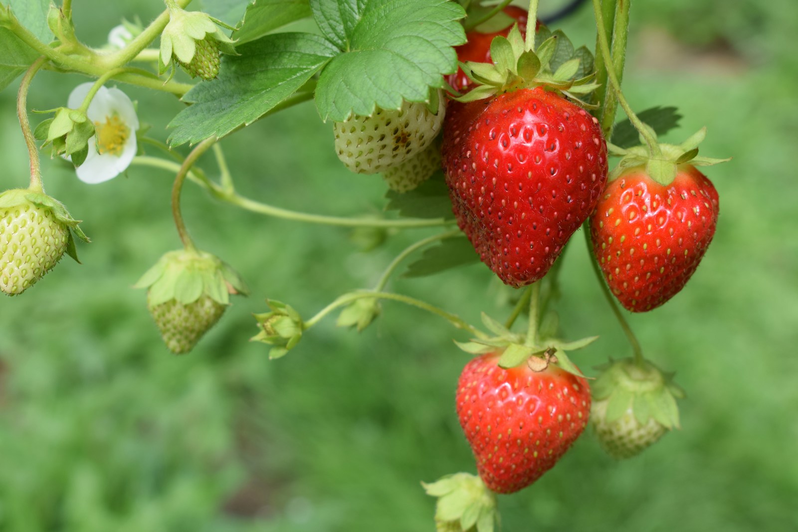 Šios braškės derės iki pat rudens: šią veislę galite sodinti jau balandį
