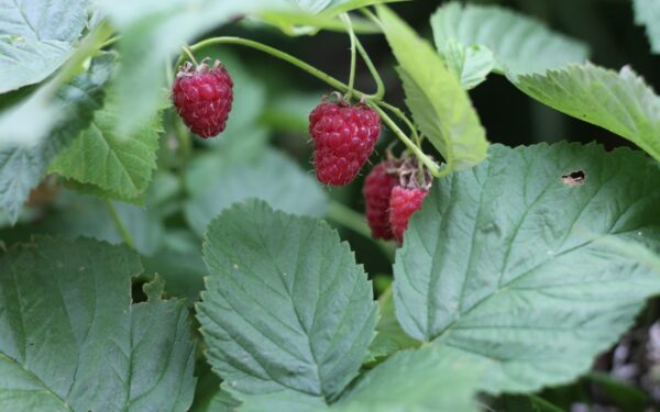 Avietės augs kaip ant mielių: paprastas triukas, kurį žino tik patyrę sodininkai