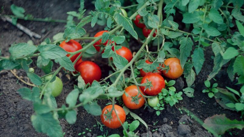 Neišmeskite dilgėlių iš savo sklypo: triukas, kaip padvigubinti pomidorų derlių